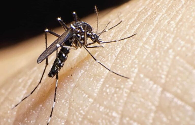 Santiago, Hato Mayor, Santo Domingo Norte y Este registran mayor cantidad de casos de dengue