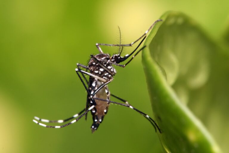  Mosquitos: ¿Un mal necesario?