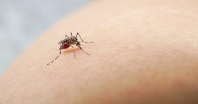 Dengue: en lo que va de año 26 personas han muerto; se han registrado unos 4,600 casos