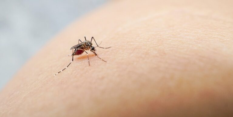 Dengue: en lo que va de año 26 personas han muerto; se han registrado unos 4,600 casos