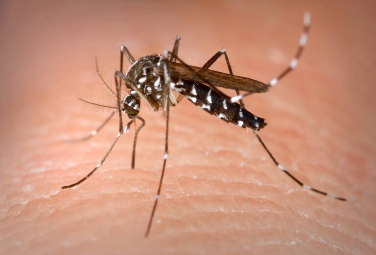 El dengue lidera las enfermedades endémicas en el país