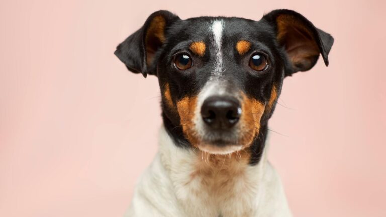 Buscan perseguir y castigar el ejercicio ilegal de la medicina veterinaria en el país