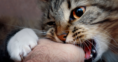 Salud proyecta aplicar un millón de dosis de vacunas contra la rabia a perros y gatos