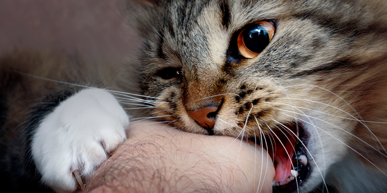 Salud proyecta aplicar un millón de dosis de vacunas contra la rabia a perros y gatos