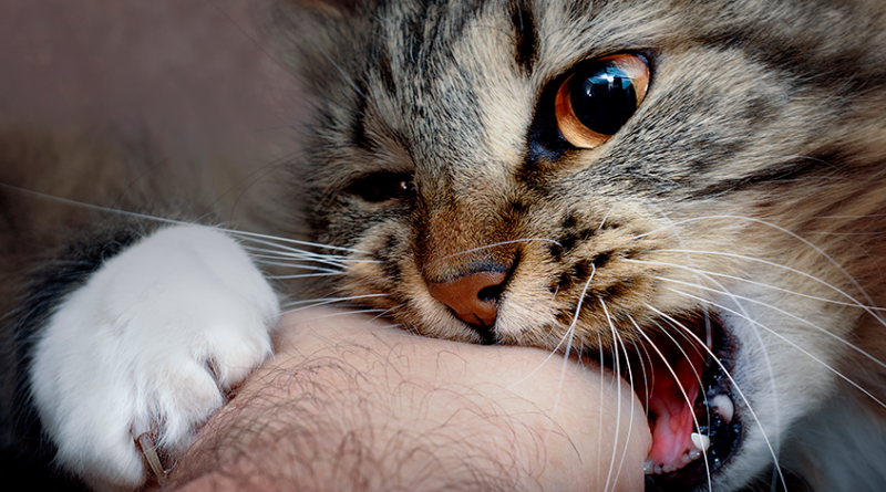 Salud proyecta aplicar un millón de dosis de vacunas contra la rabia a perros y gatos