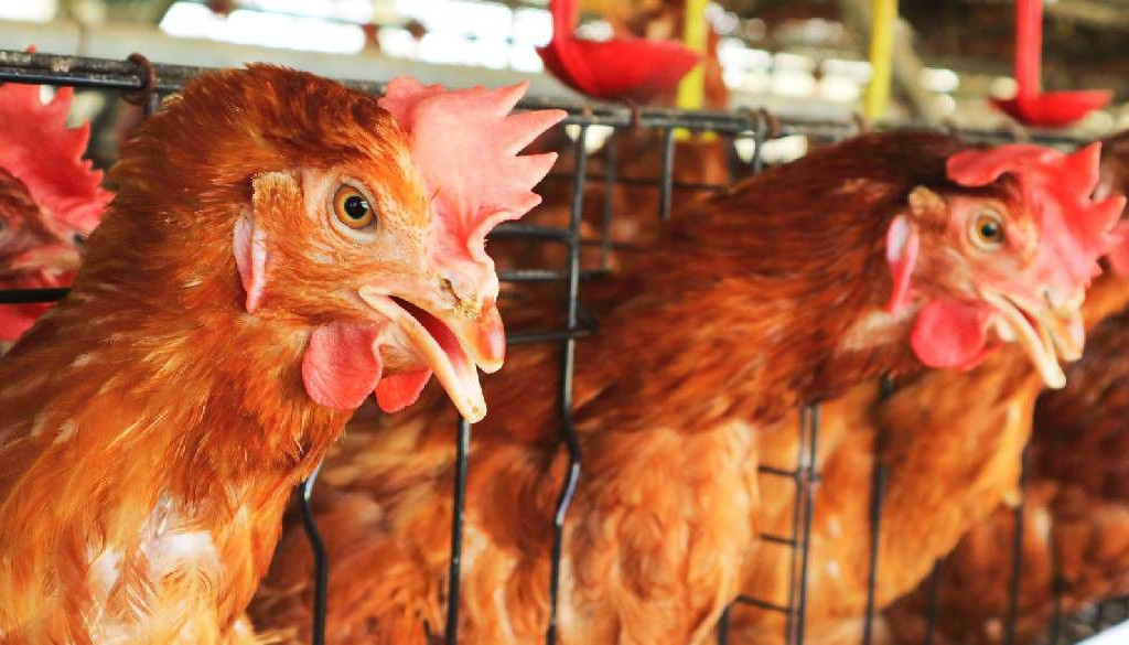Gripe aviar pone en alerta sanitaria a Perú, Ecuador y Venezuela