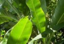 Descubre aquí los increíbles beneficios de las hojas de plátano