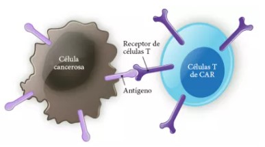 Terapia de células T da esperanza a pacientes diagnosticados con diversos linfomas