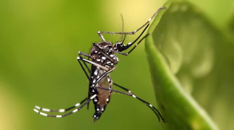 Dengue, malaria y leptospirosis inician 2023 con valores más elevados que el año pasado