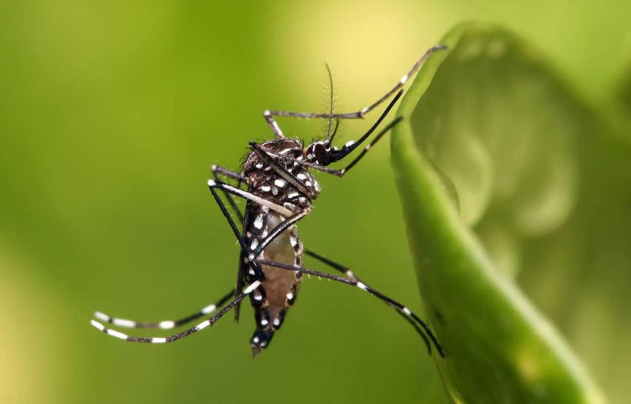 Dengue, malaria y leptospirosis inician 2023 con valores más elevados que el año pasado