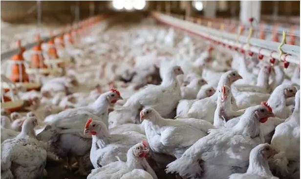 ¿Cuáles son las razones de los brotes de gripe aviar que avanzan en Sudamérica?