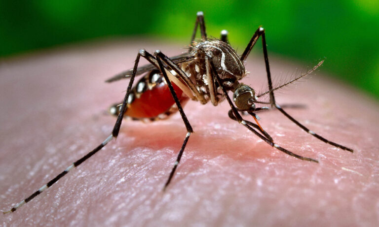 En el país aún no se registran casos de chikungunya