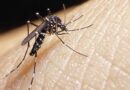 ¿Qué es el virus del chikungunya?