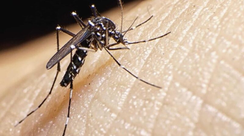 ¿Qué es el virus del chikungunya?