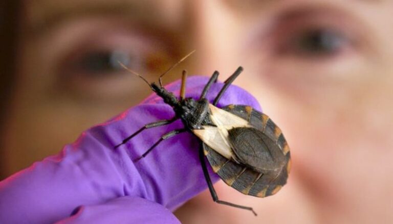 Menos del 10% de las personas con Chagas han sido diagnosticadas