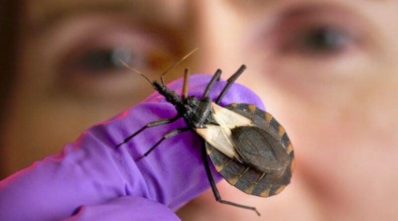 Menos del 10% de las personas con Chagas han sido diagnosticadas