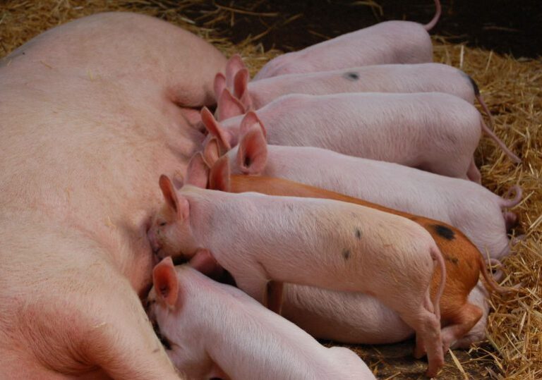 Disponen medidas sanitarias para evitar brotes de la Fiebre Porcina Africana