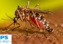 OPS invita al webinar Diagnóstico clínico y manejo del chikunguña