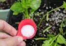 ¿Por qué debería usar bicarbonato en mis plantas?