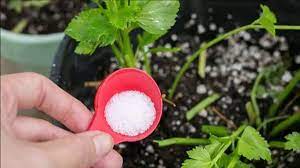 ¿Por qué debería usar bicarbonato en mis plantas?