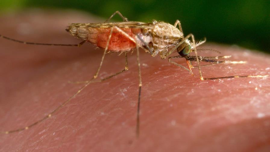 Los casos de malaria en Texas y Florida son los primeros en 20 años en Estados Unidos