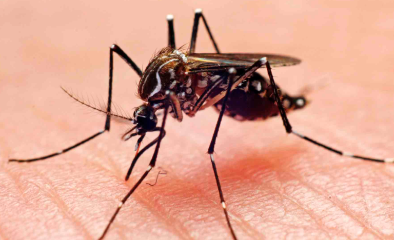 OMS dice que dengue en América puede aumentar en segundo semestre y recomienda repelente