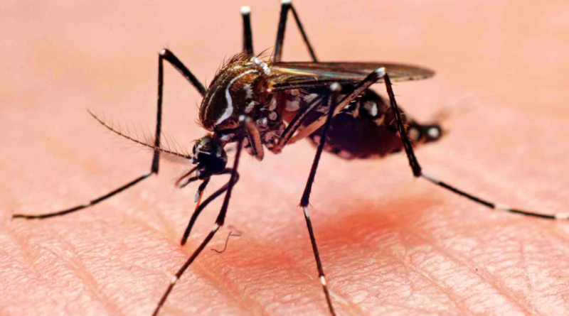 OMS dice que dengue en América puede aumentar en segundo semestre y recomienda repelente