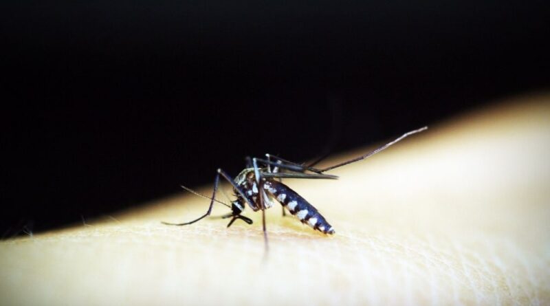 Crean herramienta para obtener genomas de referencia del parásito de la malaria