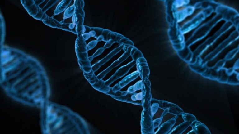 Descifrado el cromosoma Y, la última pieza del genoma humano completo