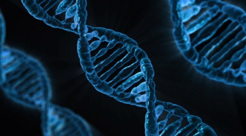 Descifrado el cromosoma Y, la última pieza del genoma humano completo