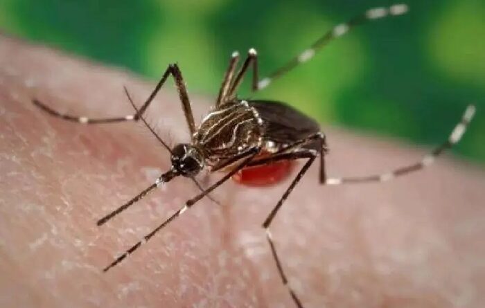 Más 3,7 millones de casos y 2.000 muertes por dengue en el mundo
