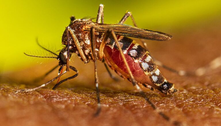Día Internacional del Dengue: Cifras aumentan un 7% en comparación con año anterior