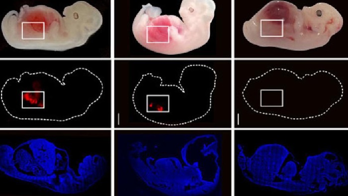 Cultivan riñones embrionarios humanizados en cerdos por 28 días