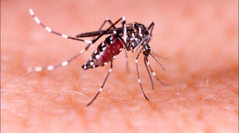 Dengue ataca a la población infantil, que registra mayoría de los casos