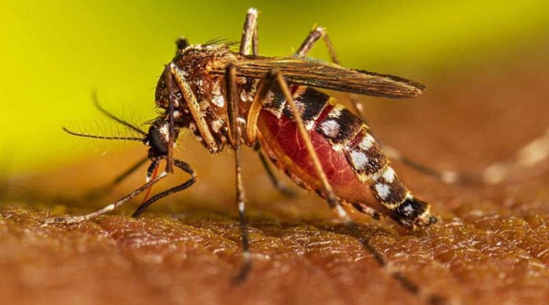 ¿Cómo se transmite del dengue?