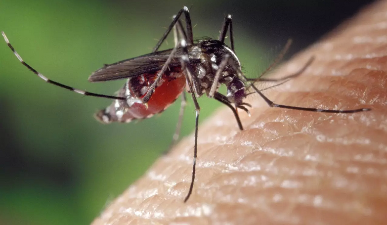 RD ha registrado 5,145 casos de dengue en lo que va de este año