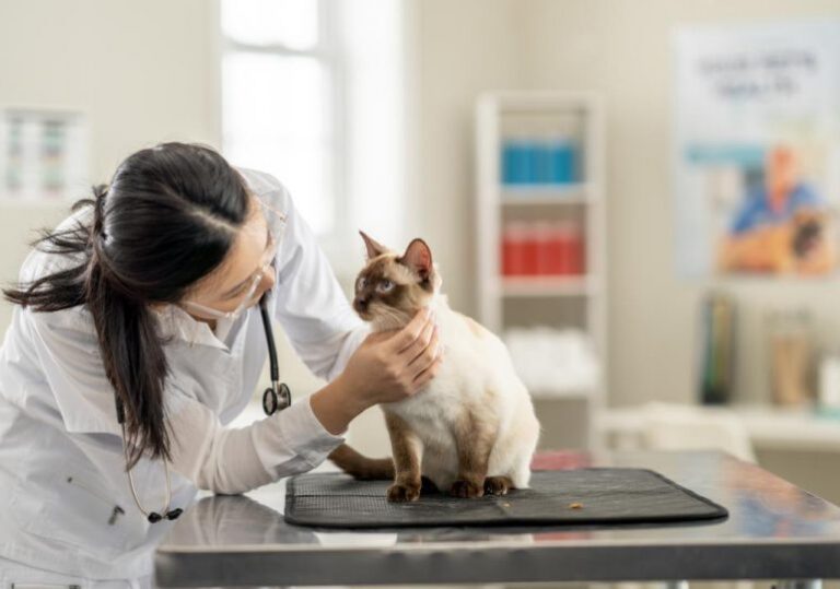 Así es el ecosistema que mide la salud de los gatos a través de inteligencia artificial