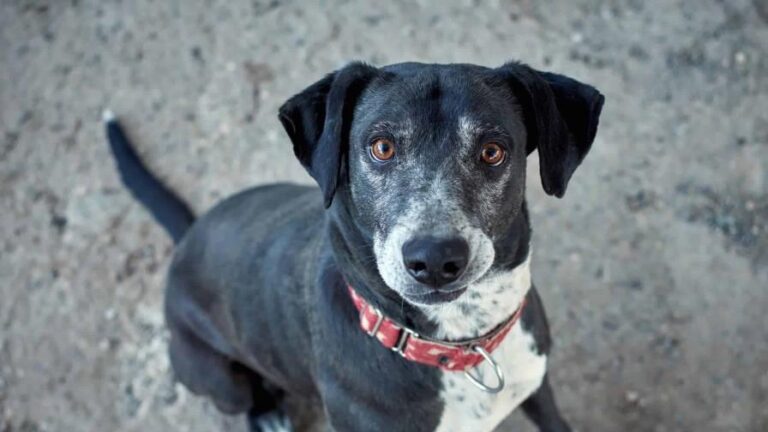 Salud Pública busca vacunar a un millón de perros y 300 mil gatos contra la rabia