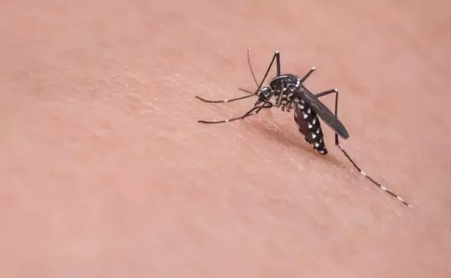 Salud Pública informa aumentan a 23,036 los casos sospechosos de dengue