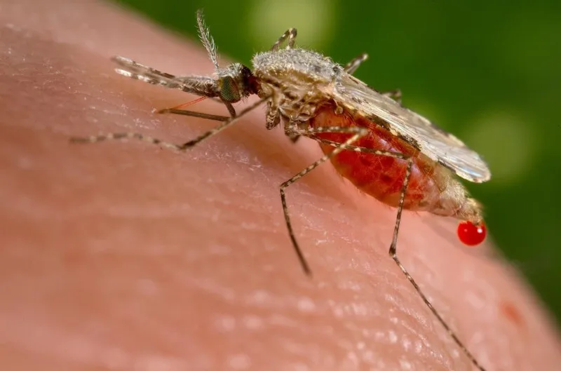 La malaria causó 608,000 muertes globales en 2022