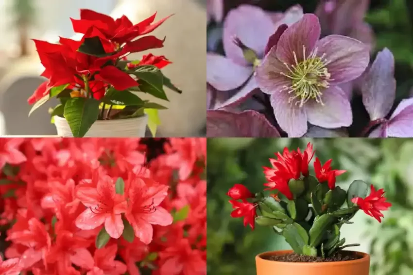 Las 20 mejores plantas navideñas para tus decoraciones