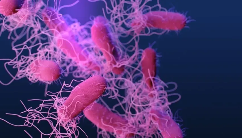 Investigación revela una compleja red de interacciones en los virus de bacterias
