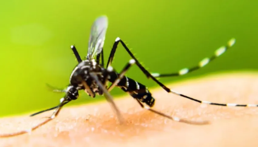 Reporte indica más de  23 mil casos de dengue fueron diagnosticados durante el pasado año