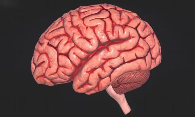 IA identifica que los cerebros de hombres y mujeres se organizan de forma diferente