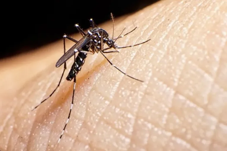 Brasil supera el medio millón de casos de dengue en lo que va de año