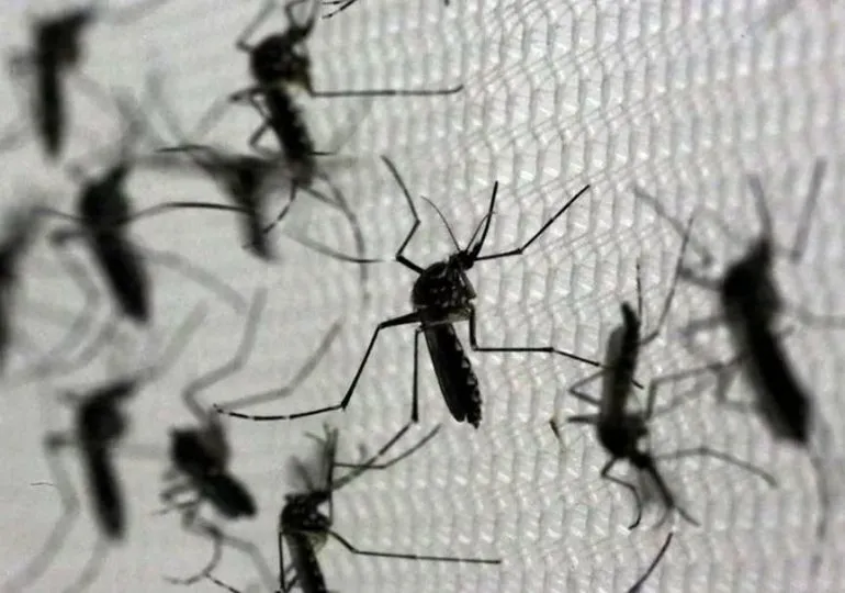 Brasil entró en alerta sanitaria ante la disparada de los casos de dengue
