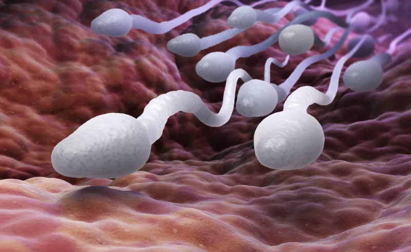 Una técnica de ultrasonidos mejora la movilidad de los espermatozoides humanos un 266 %