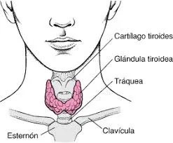 60% de los trastornos tiroideos pasan desapercibidos