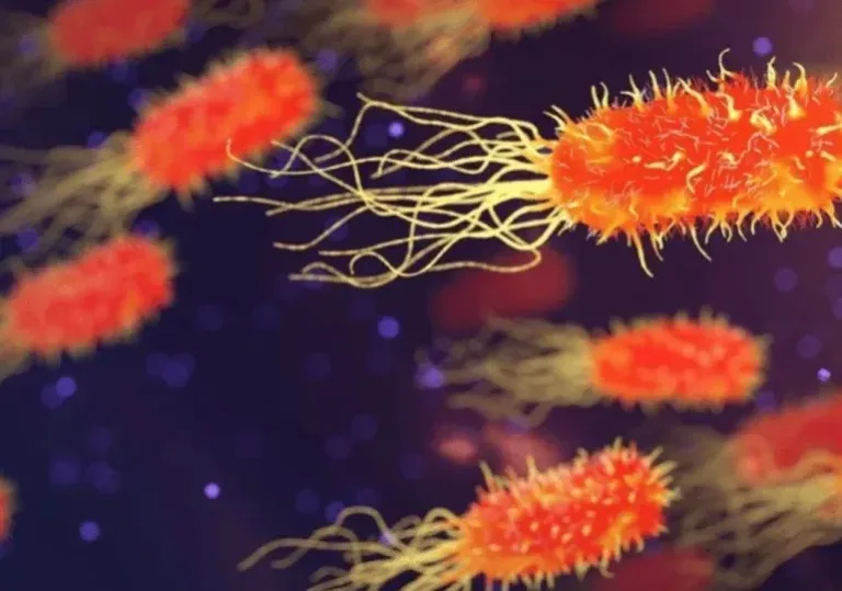 "Bacteria carnívora" capaz de matar a una persona en solo 2 días afecta a Japón