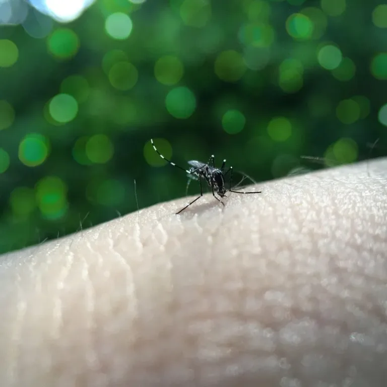 La OMS advierte del aumento del dengue